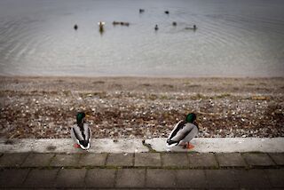 Über die AmmerseeAkademie